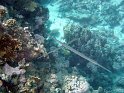 030508_Abu Kefan - Poissons flute - Dsc02284~